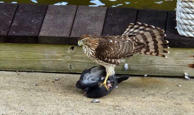 hawk and pigeon
